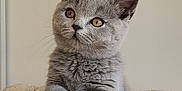 Apie participe au concours pour gagner de l'argent avec cette photo : kitten, cat, gray_cat, pet, cute, fluffy, feline, animal, young_cat, indoor, soft_texture, cushion, paws, whiskers, ears, curious, sitting, portrait, close_up, domestic_cat
