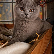 Apie a rejoint le concours — aidez-le/la à gagner de superbes lots ! animal, autumn, blanket, closeup, cozy, cute, domestic_cat, furry, gray_cat, hay, indoor, kitten, orange_leaves, pet, portrait, relaxed, soft_fur, window, wooden_crate, young_cat