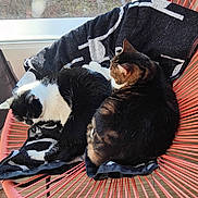 Vanille Et Loulou a rejoint le concours — aidez-le/la à gagner de superbes lots ! animal, black_and_white_cat, cat, cats, chair, companion, cozy, domestic_animal, feline, fur, home, indoor, pet, relaxation, resting, sleeping, sunlight, tabby_cat, towel, window