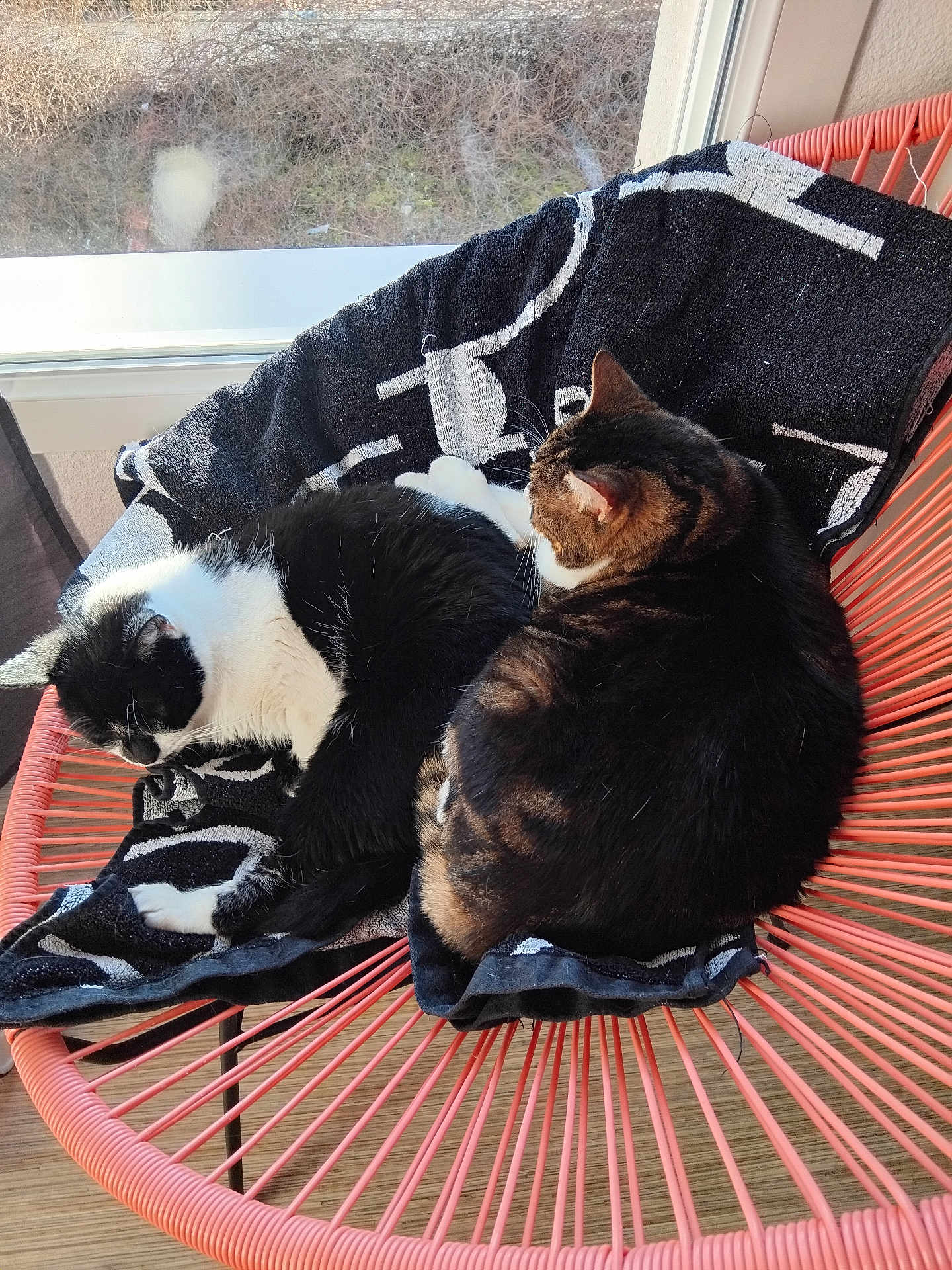 Vanille Et Loulou