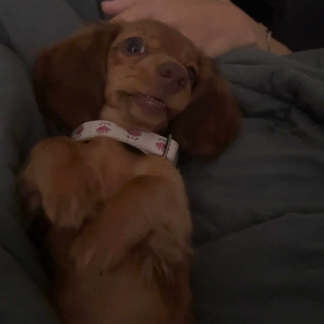 Percy is registered to the contest to win money with this photo: animal, bed, blanket, brown_dog, collar, comfort, companion, cozy, cute, dim_lighting, dog, face, fur, human_arm, indoor, lying_down, pet, puppy, resting, small_dog