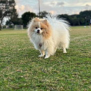 Arya joined the competition — help win amazing prizes! dog, pomeranian, pet, small_dog, fluffy, fur, portrait, grass, park, outdoors, cute, animal, standing, greenery, bokeh, sky, trees, muzzle, paws, companion