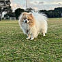 dog, pomeranian, pet, small_dog, fluffy, fur, portrait, grass, park, outdoors, cute, animal, standing, greenery, bokeh, sky, trees, muzzle, paws, companion