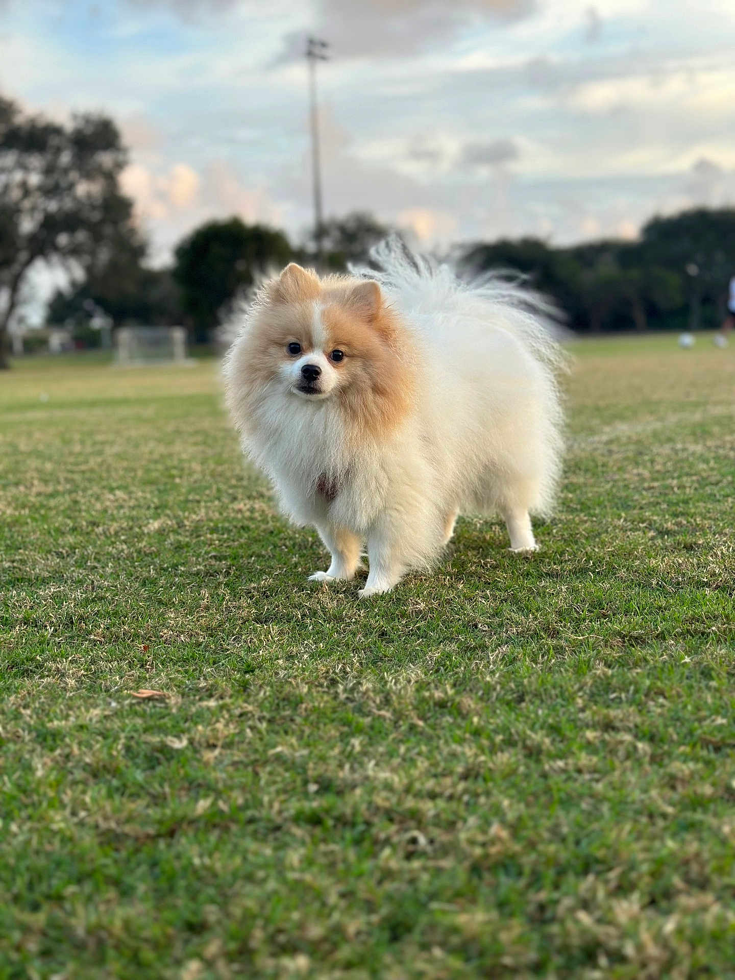Arya joined the competition — help win amazing prizes! dog, pomeranian, pet, small_dog, fluffy, fur, portrait, grass, park, outdoors, cute, animal, standing, greenery, bokeh, sky, trees, muzzle, paws, companion