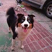 Charlie joined the competition — help win amazing prizes! animal, background, blue_eyes, brick, car, concrete, dog, fur, happy, outdoor, parked, pet, playful, sidewalk, smile, tail, tongue, tricycle, vehicle, walking