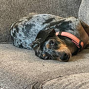Lady is registered to the contest to win money with this photo: dog, puppy, pet, animal, sleeping, lying_down, curled_up, couch, sofa, collar, coral_collar, black_and_brown, short_hair, floppy_ears, wide_eyes, indoors, furniture, cozy, portrait, relaxed