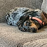dog, puppy, pet, animal, sleeping, lying_down, curled_up, couch, sofa, collar, coral_collar, black_and_brown, short_hair, floppy_ears, wide_eyes, indoors, furniture, cozy, portrait, relaxed