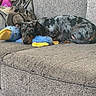 dog, puppy, small_dog, speckled_coat, brown_black_fur, lying_down, sleepy, resting, pet, animal, face, eyes, ears, couch, sofa, plush_toy, blue_toy, yellow_toy, indoor, home