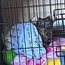 dog, puppy, canine, kennel, crate, cage, bars, blanket, pink_blanket, blue_blanket, yellow_toy, green_toy, brown_fur, black_fur, floppy_ears, wide_eyes, sitting, indoor, pet, cozy