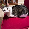 cat, kitten, animal, pet, portrait, sitting, lying_down, white_fur, tabby, black_fur, pink_nose, green_eyes, ears, whiskers, red_chair, indoor, living_room, furniture, display_cabinet, toy_ball