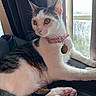 cat, black_and_white, feline, pet, collar, tag, pink_nose, whiskers, ears, eyes, paws, toe_beans, fur, sitting, lounging, window, indoors, curtain, sunlight, portrait