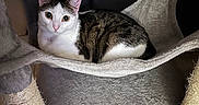 Lily is registered to the contest to win money with this photo: cat, kitten, pet, feline, animal, white_fur, tabby markings, blue? no, yellow_eyes, portrait, sitting, lounging, cat_tree, scratching_post, hammock, indoors, home, furniture, fluffy, alert