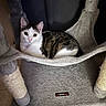 cat, kitten, pet, feline, animal, white_fur, tabby markings, blue? no, yellow_eyes, portrait, sitting, lounging, cat_tree, scratching_post, hammock, indoors, home, furniture, fluffy, alert
