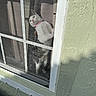 cat, pet, animal, white_cat, pink_collar, window, screen, reflection, outdoor, house, wall, green_wall, curious, looking, sitting, portrait, glass, window_frame, daylight, home