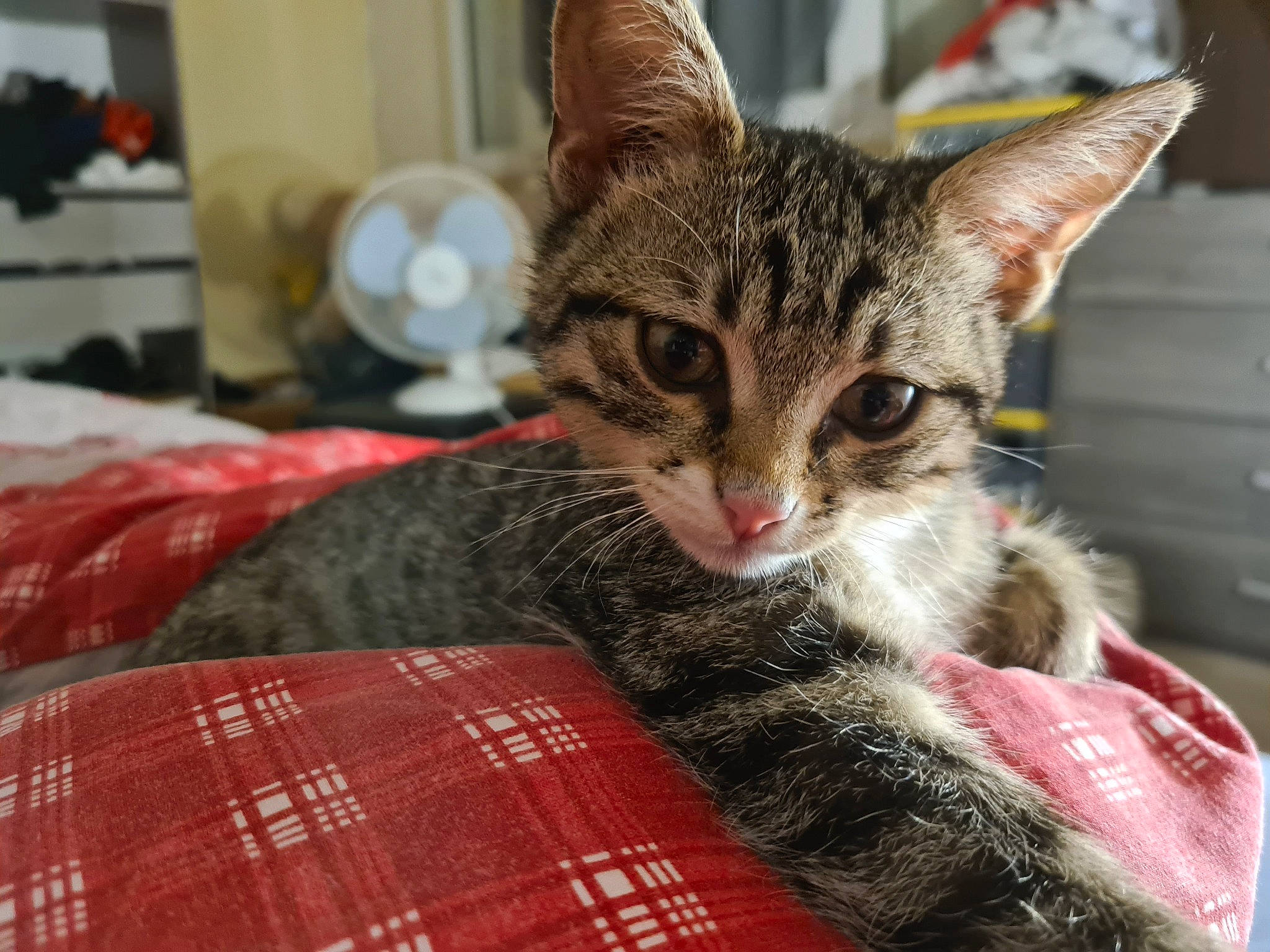 Nezuko participe au concours pour gagner de l'argent avec cette photo : aegean_cat, american_shorthair, asian, australian_mist, california_spangled, carnivore, cat, domestic_short_haired_cat, dragon_li, european_shorthair, felidae, fur, kitten, mammal, small_to_medium_sized_cats, snout, tabby_cat, toyger, vertebrate, whiskers