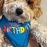 Asher is registered to the contest to win money with this photo: dog, birthday, bandana, curly_fur, fluffy, small_dog, pet, animal, portrait, close_up, blue_clothing, colorful, textile, indoors, human_hand, being_held, black_nose, dark_eyes, white_fur, celebration