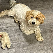 Asher is registered to the contest to win money with this photo: dog, puppy, curly_fur, small_breed, white_fur, brown_fur, lying_down, paws, floppy_ears, black_nose, dark_eyes, pet, toy, plush_toy, wood_floor, indoor, chair_legs, portrait, cute, relaxed