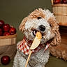 dog, curly_coat, white_fur, brown_fur, puppy, pet, apple, fruit, apple_slice, wooden_stick, bandana, checkered_pattern, sitting, portrait, closeup, indoor, rustic_background, wooden_baskets, warm_lighting, playful