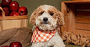 Asher is registered to the contest to win money with this photo: dog, curly_fur, white_fur, brown_fur, bandana, gingham, apples, fruit, basket, wooden_crate, burlap, rustic, indoor, portrait, sitting, front_facing, cute, pet, warm_lighting, studio_photography
