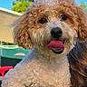 Asher joined the competition — help win amazing prizes! dog, puppy, curly_fur, fluffy, brown_fur, cream_fur, tongue_out, black_nose, pet, animal, portrait, close_up, being_held, outdoor, backyard, blue_sky, sunny, happy, adorable, vertical_photo