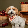 dog, pet, curly_fur, fluffy, white_fur, brown_fur, bandana, gingham, sitting, portrait, indoor, studio, apples, fruit, basket, wooden_shelf, rustic, warm_lighting, adorable, companion_animal