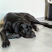 Twister a rejoint le concours — aidez-le/la à gagner de superbes lots ! dog, black_dog, lying_down, floor, tile_floor, indoor, pet, relaxed, sleepy, paw, large_dog, canine, resting, animal, modern, fan, minimalistic, quiet, calm, home