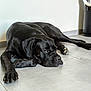dog, black_dog, lying_down, floor, tile_floor, indoor, pet, relaxed, sleepy, paw, large_dog, canine, resting, animal, modern, fan, minimalistic, quiet, calm, home