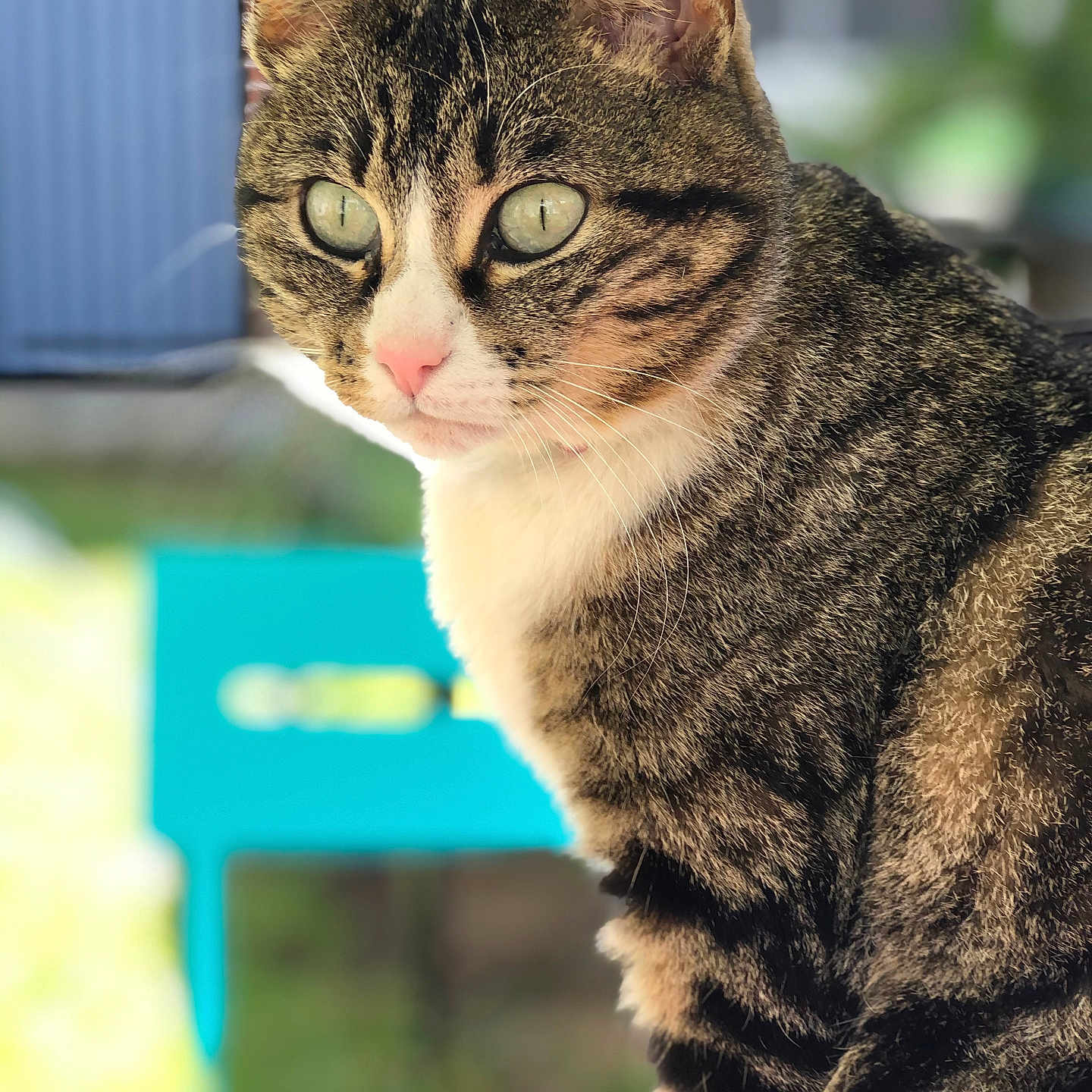 Mia a rejoint le concours — aidez-le/la à gagner de superbes lots ! alert, animal, blurred_background, cat, close_up, curious, cute, domestic_cat, feline, fur, green_eyes, mammal, nature, outdoor, pet, pink_nose, portrait, striped, tabby_cat, whiskers
