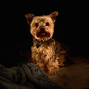 Vaïa a rejoint le concours — aidez-le/la à gagner de superbes lots ! animal, black, blanket, brown, canine, collar, companion, cozy, cute, dog, domestic_animal, fluffy, fur, furry, indoor, looking_at_camera, pet, portrait, sitting, small_dog
