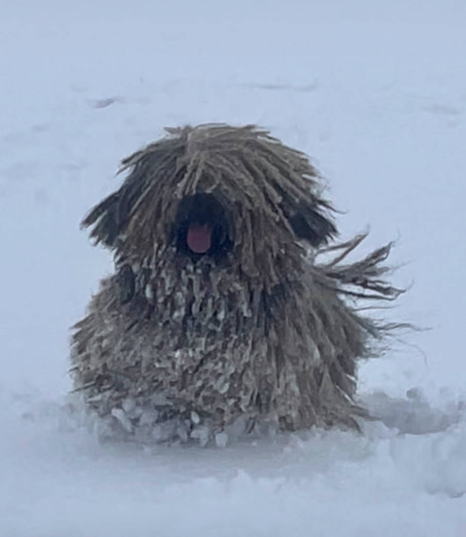Olsen participe au concours pour gagner de l'argent avec cette photo : dog_breed, freezing, fur, puli, snow, sporting_group, winter, wood