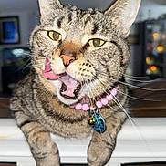 Tilly joined the competition — help win amazing prizes! animal, beads, cat, closeup, collar, cute, domestic, ears, feline, indoor, mischievous, necklace, pet, playful, portrait, railing, tabby, tongue, tongue_out, whiskers