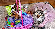 Tilly is registered to the contest to win money with this photo: animal, basket, cat, cat_toys, closeup, costume, cute, decor, feathers, feline, indoor, pet, pink, playful, purple_shredded_paper, resting, rug, tabby_cat, tutu, wooden_floor