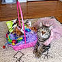 Tilly is registered to the contest to win money with this photo: cat, tabby_cat, tutu, pink, basket, cat_toys, feathers, purple_shredded_paper, rug, wooden_floor, indoor, pet, animal, playful, costume, closeup, feline, cute, resting, decor