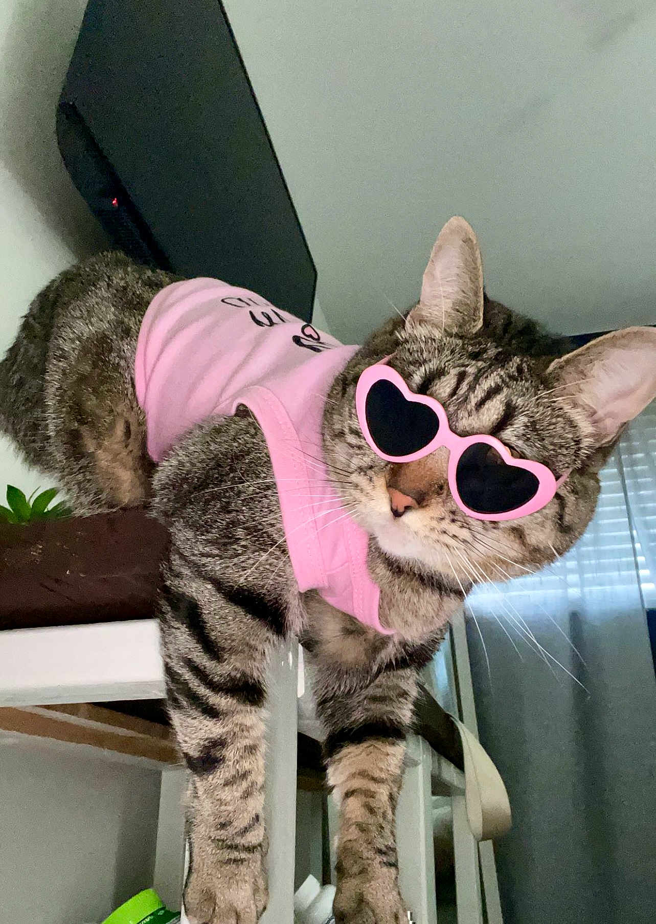 Tilly is registered to the contest to win money with this photo: cat, tabby_cat, pink_shirt, heart_shaped_sunglasses, indoor, chair, pet, feline, striped_fur, whiskers, clothing, sitting, domestic_animal, cute, fashion, accessories, animal_portrait, funny, playful, houseplant