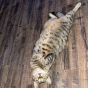 Tilly is registered to the contest to win money with this photo: cat, tabby, pet, animal, floor, wooden_floor, lying_down, relaxed, domestic_cat, indoor, cute, fur, whiskers, paws, looking_up, striped, playful, resting, mammal, companion