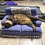 Tilly joined the competition — help win amazing prizes! cat, tabby_cat, purple_couch, crocheted, necklace, pink_beads, floor_tiles, treadmill, yoga_mat, indoor, pet, relaxed, feline, home, decor, furniture, cozy, animal, lying_down, cute