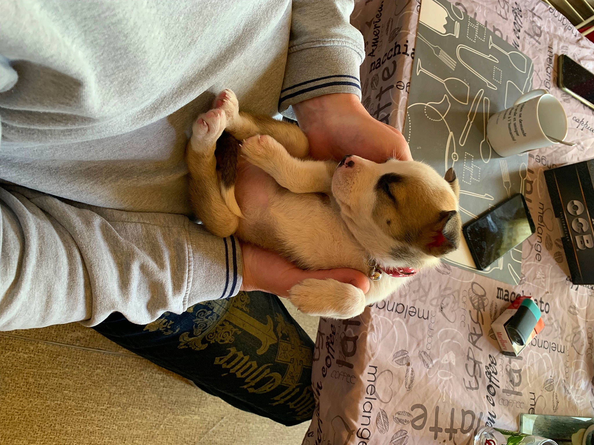 Laila a rejoint le concours — aidez-le/la à gagner de superbes lots ! carnivore, comfort, companion_dog, dog, dog_breed, elbow, eyewear, fawn, felidae, finger, human_leg, knee, linens, sleeve, small_to_medium_sized_cats, sunglasses, t_shirt, thigh, wood, wrist