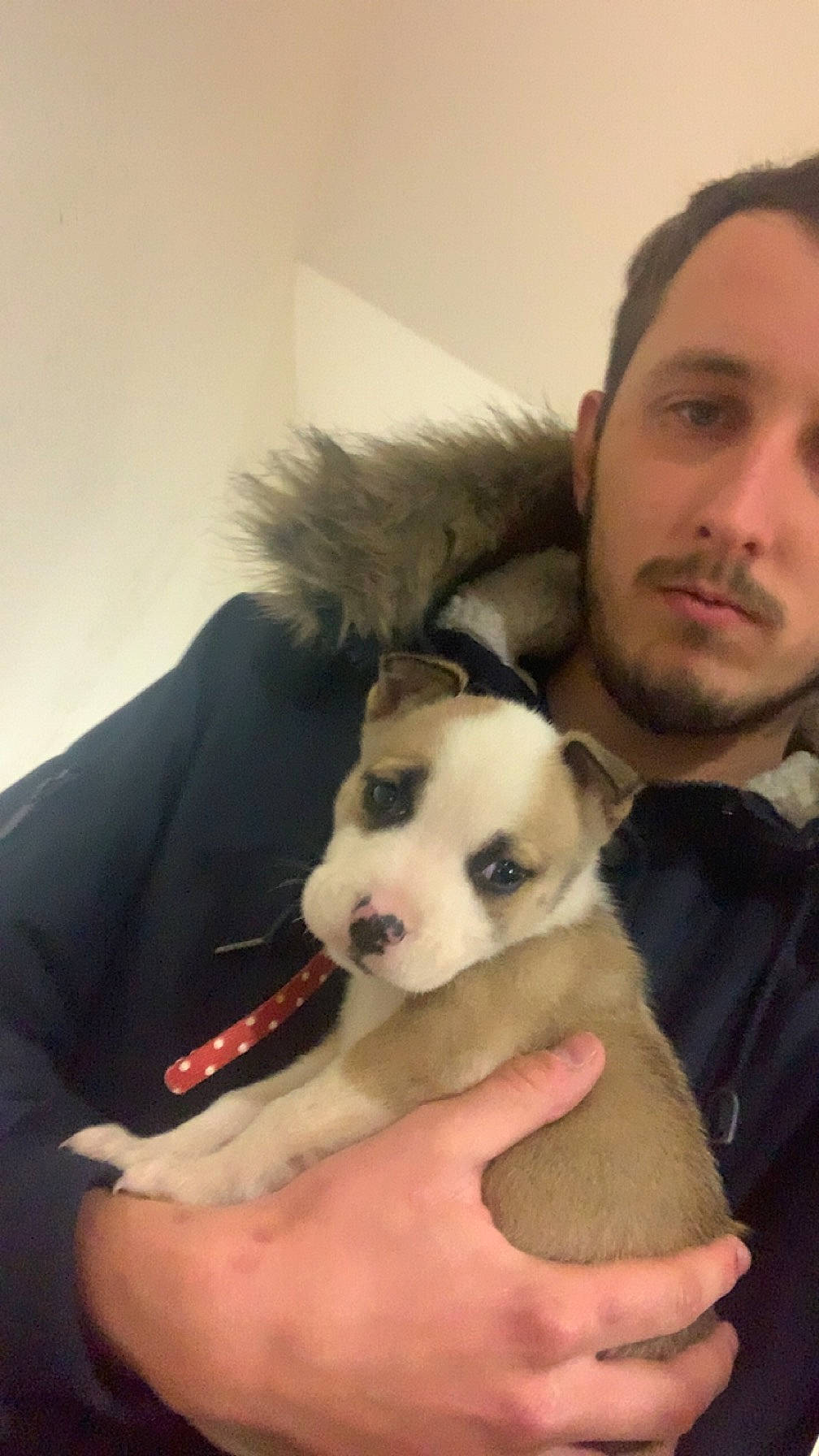 Laila a rejoint le concours — aidez-le/la à gagner de superbes lots ! beard, canidae, carnivore, comfort, companion_dog, dog, dog_breed, ear, fawn, fur, happy, jaw, puppy_love, snout, spitz, sporting_group, toy_dog, trunk, whiskers, working_animal