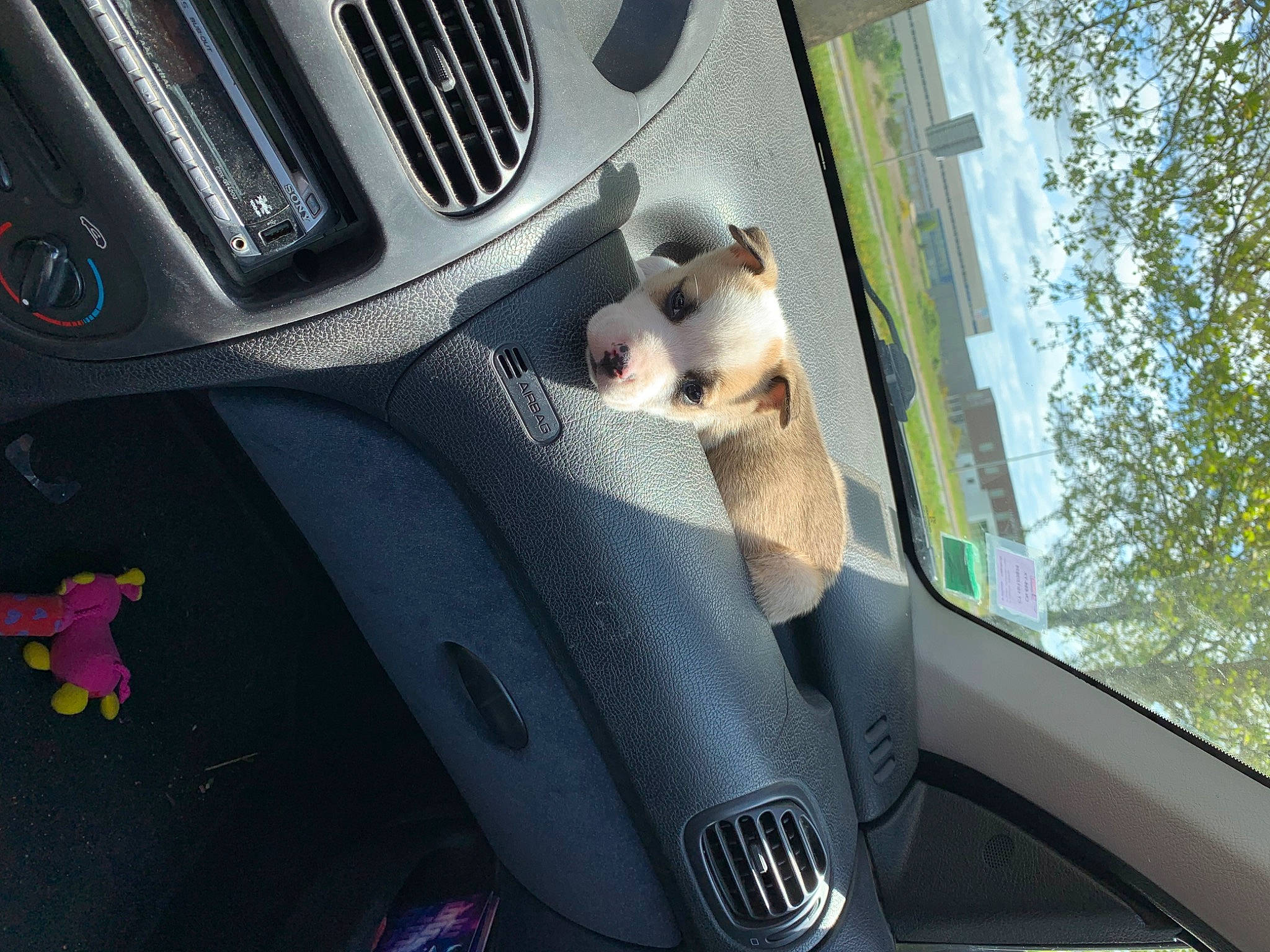 Laila a rejoint le concours — aidez-le/la à gagner de superbes lots ! auto_part, automotive_design, automotive_exterior, automotive_lighting, automotive_mirror, automotive_tire, car, car_seat_cover, carnivore, hood, light, mode_of_transport, motor_vehicle, personal_luxury_car, steering_wheel, tints_and_shades, vehicle, vehicle_door, white, window