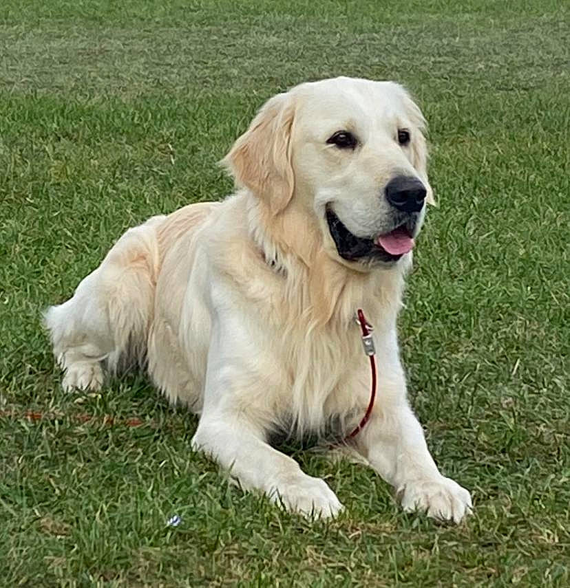 Albie is registered to the contest to win money with this photo: carnivore, collar, companion_dog, dog, dog_breed, golden_retriever, grass, gun_dog, plant, sporting_group, tail, terrestrial_animal, working_dog