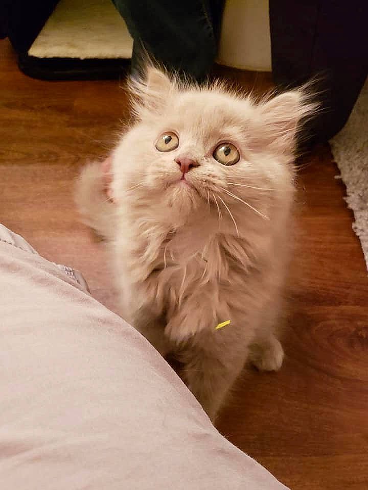 Kiba is registered to the contest to win money with this photo: asian, asian_semi_longhair, british_longhair, british_semi_longhair, carnivore, cat, domestic_long_haired_cat, eye, felidae, fur, kitten, mammal, napoleon_cat, norwegian_forest_cat, persian, ragamuffin, ragdoll, small_to_medium_sized_cats, vertebrate, whiskers