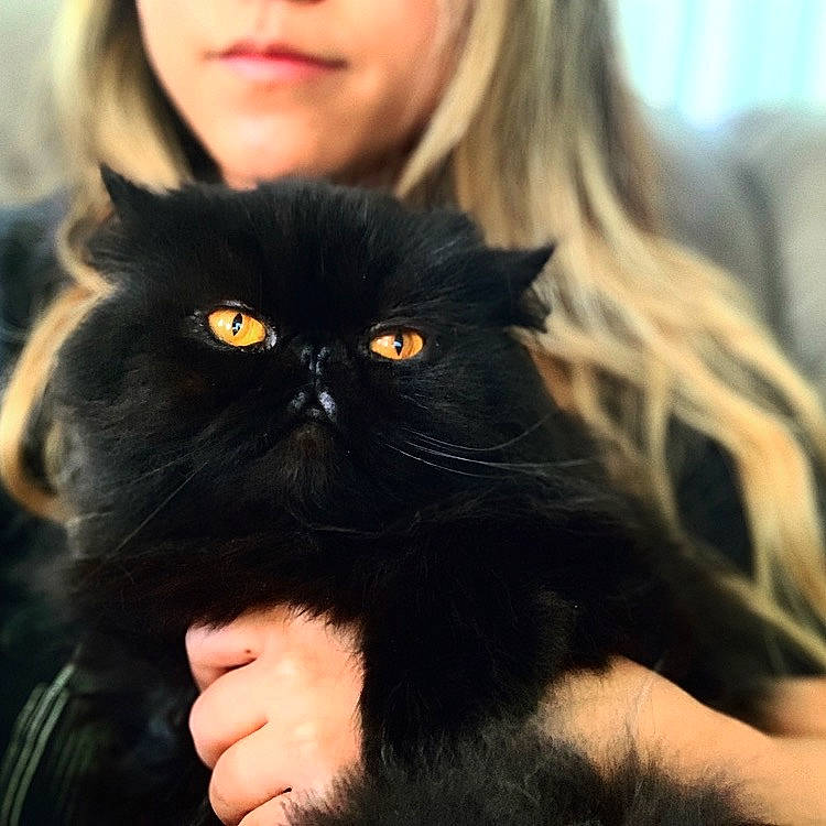 Goozoo is registered to the contest to win money with this photo: black_cat, black_hair, bombay, carnivore, cat, domestic_long_haired_cat, ear, eye, felidae, fur, hair, mammal, mouth, persian, skin, small_to_medium_sized_cats, smile, snout, vertebrate, whiskers