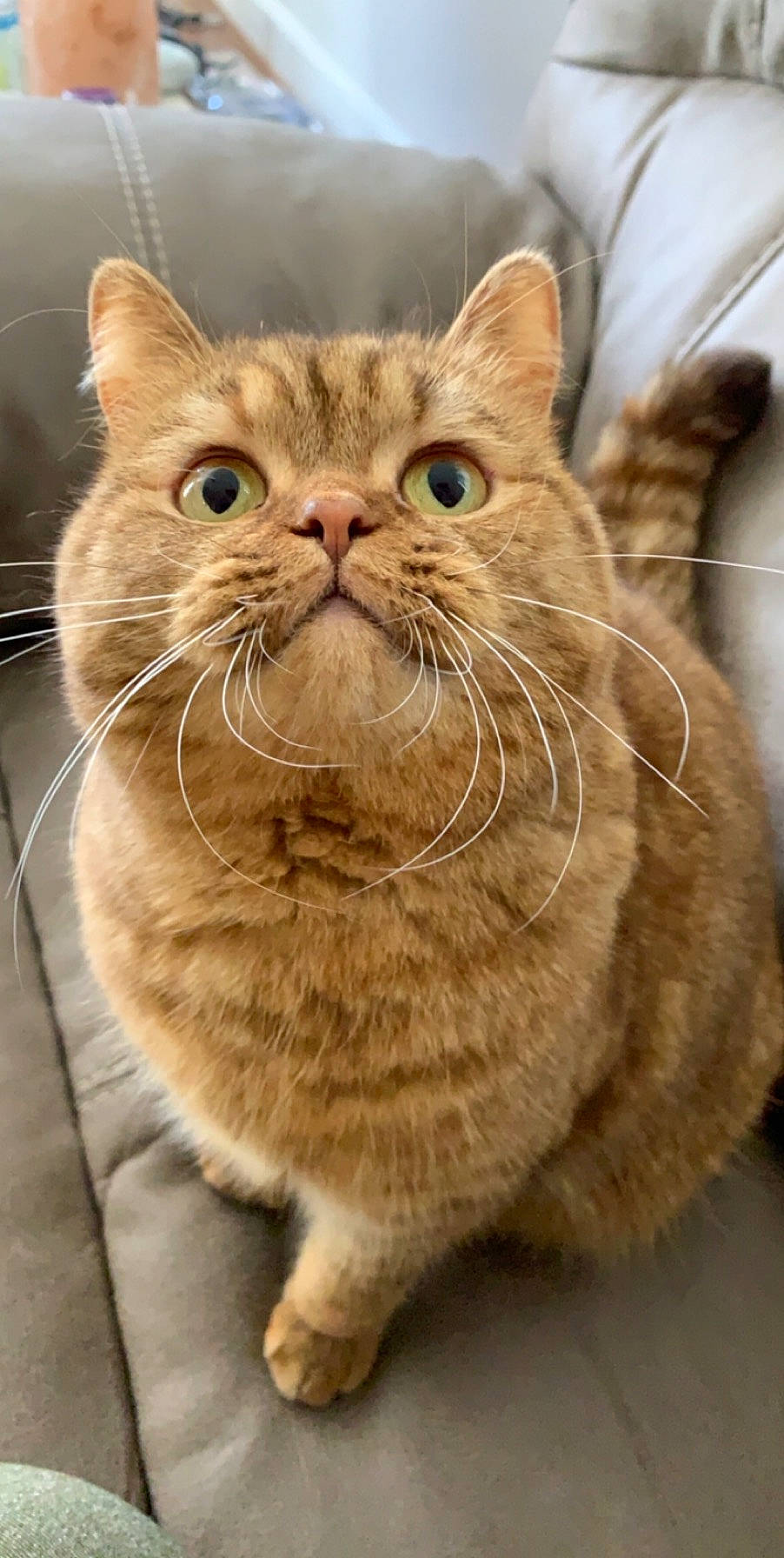 Mew joined the competition — help win amazing prizes! aegean_cat, american_bobtail, asian, british_semi_longhair, british_shorthair, carnivore, cat, domestic_short_haired_cat, european_shorthair, fawn, felidae, kitten, mammal, munchkin, nose, small_to_medium_sized_cats, snout, tabby_cat, vertebrate, whiskers