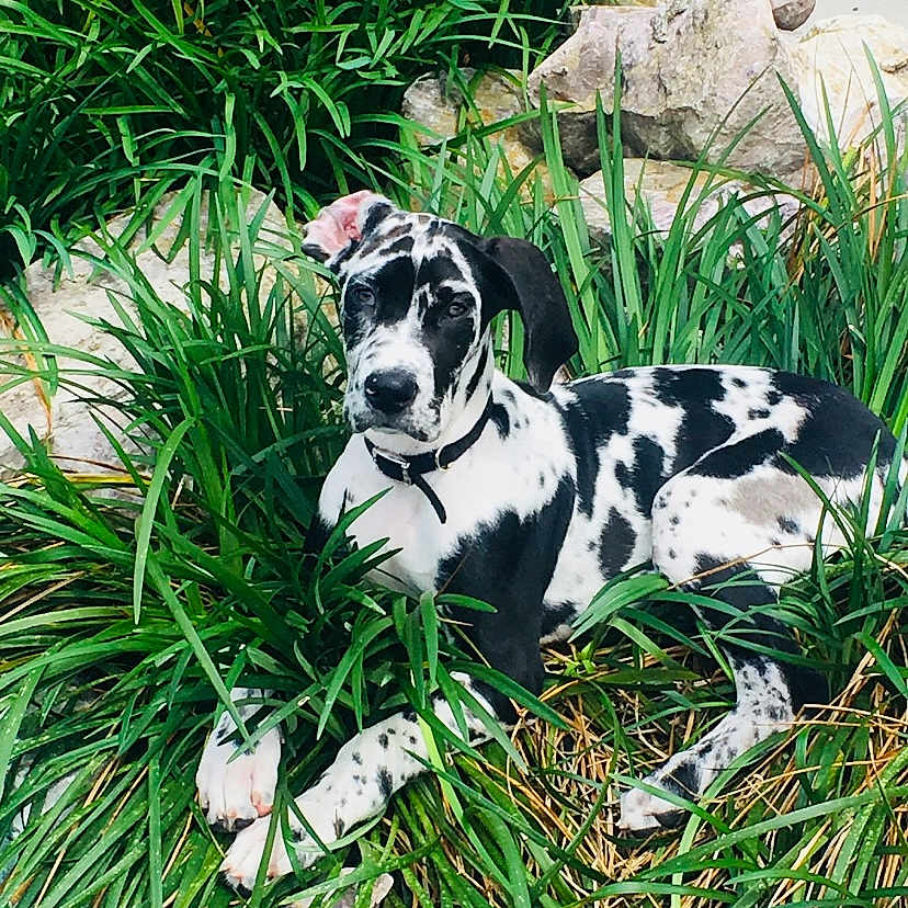 Khaleesi is registered to the contest to win money with this photo: agavaceae, animal, canine, dalmatian, dog, grass, greatdane, green, herbal, herbs, hound, leaf, pet, plant, pointer, pottedplant, puppy, rock, soil, vegetation