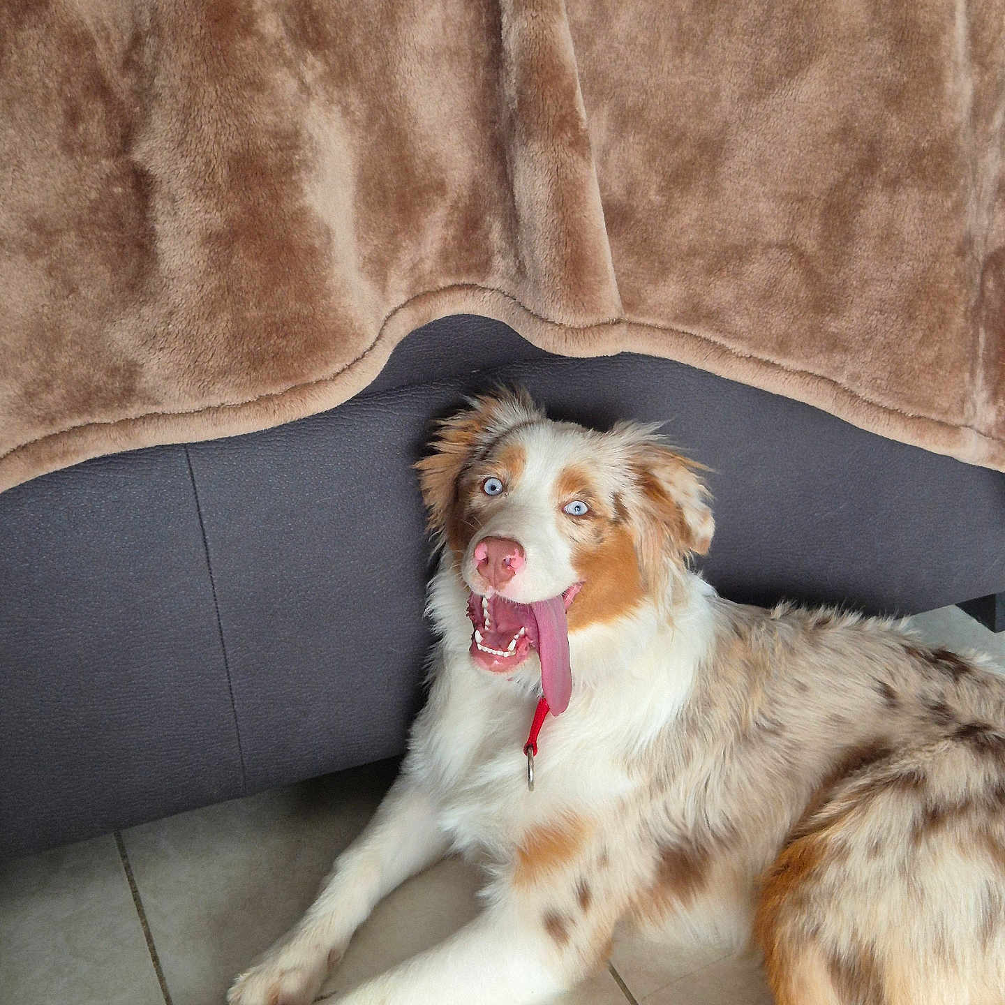 Angie a rejoint le concours — aidez-le/la à gagner de superbes lots ! animal, blue_eyes, brown_blanket, canine, collar, couch, cute, dog, domestic, fur_pattern, furry, happy, indoor, lying_down, pet, playful, relaxed, tile_floor, tongue, tongue_out