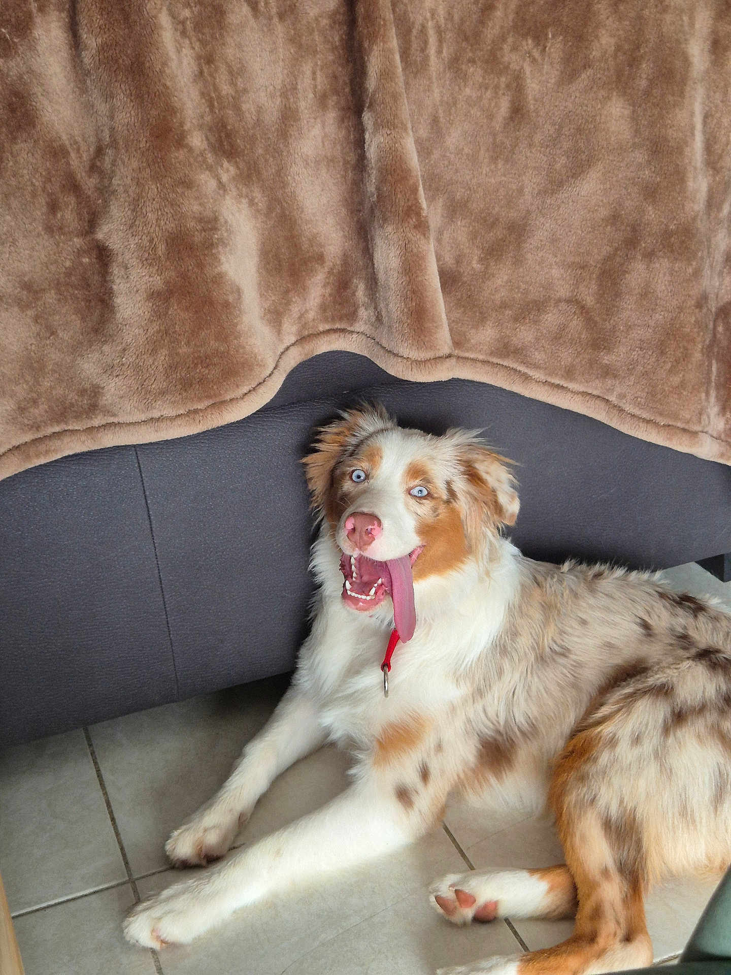 Angie a rejoint le concours — aidez-le/la à gagner de superbes lots ! dog, tongue_out, blue_eyes, collar, furry, tile_floor, indoor, brown_blanket, couch, pet, playful, happy, canine, animal, lying_down, fur_pattern, domestic, tongue, cute, relaxed