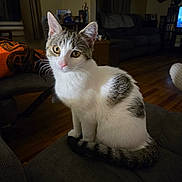 Stella joined the competition — help win amazing prizes! animal, architecture, building, cat, chair, computerhardware, couch, cup, electronics, furniture, hardware, hardwood, indoors, livingroom, manx, monitor, pet, room, screen, wood