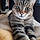 Savane