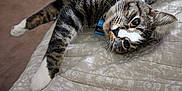 Dierks joined the competition — help win amazing prizes! cat, tabby, pet, indoor, bed, quilt, stretching, feline, whiskers, collar, green_eyes, relaxed, fur, cute, animal, domestic_cat, resting, bedroom, curious, closeup