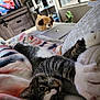 Dierks joined the competition — help win amazing prizes! cat, stretching, blanket, plush_toy, dog_toy, dollhouse, window, indoor, furniture, bed, cozy, relaxed, curious, soft_lighting, home, pet, whiskers, paw, couch, domestic